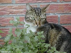 Gatti (336)